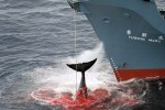 Corea retoma la caza de ballenas